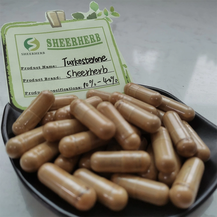 Nature Pure Ajuga Turkestanica Turkesterone Extract Powder 10% 20% 40% Turkesterone