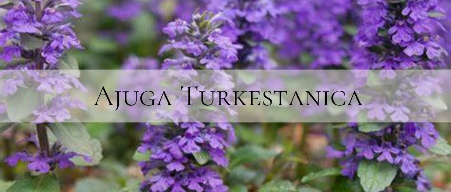 turkesterone powder 1