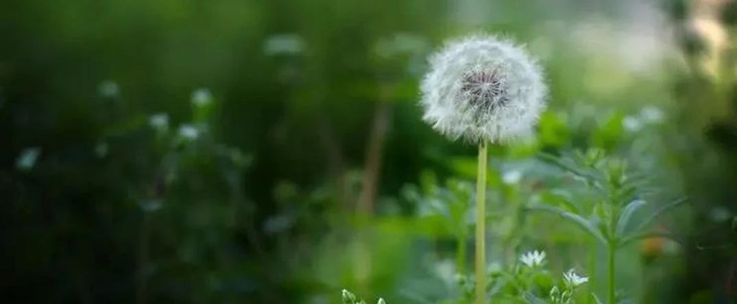 dandelion root extract dandelion root extract 20 1 dandelion extract powder (5)