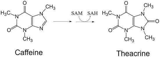 theacrine-5