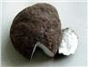 Poria Cocos Extract