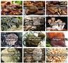 Private Label 10 Organic Mushroom Mix Extract Powder
